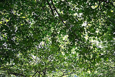 《堕落之主》将以老头环武器为特色 并向最难Boss致敬